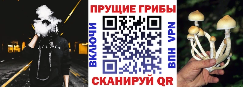 Псилоцибиновые грибы Cubensis Скопин